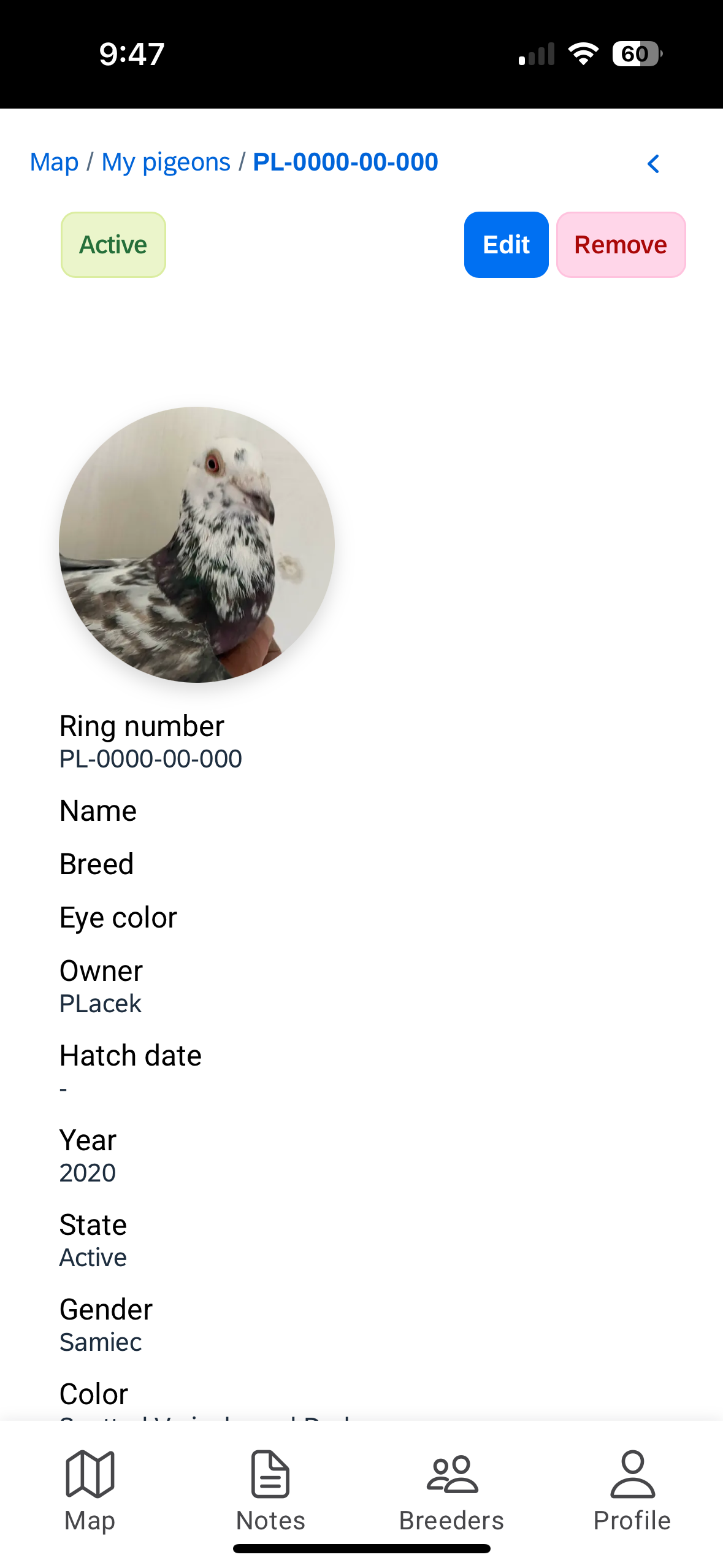 Szczegółowe profile gołębi